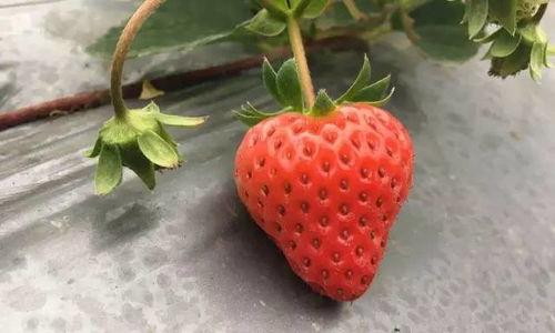 国产草莓在线,甜蜜滋味，绿色健康新选择